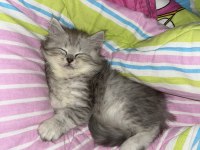 British longhair