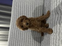 2,5 Aylık Teacup Poodle