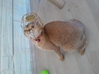 Dişi golden british shorthair