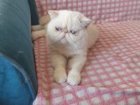 Erkek Exotic Shorthair