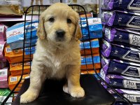 Golden retriever bebekler