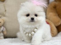 Bir avuç mutluluk pomeranian