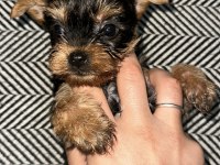 3 çiçek 1 böcek köpeklerimiz