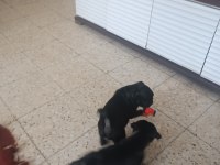 Siyah pug 2 erkek yavrular