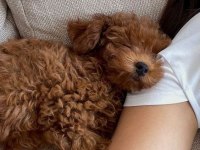 Toy Poodle Bebeklerimiz Evinizin Neşesi Olacaktır