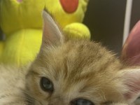 British Shorthair Golden Tabby Erkek Yavru