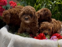 Kore Kanı Show Kalite Poodle Yavrular