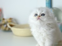Scottish Fold Longhair Top Kafa Silver Yavrumuz