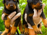 Doberman yavrularımız