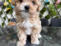 KÖPEĞİMİZ MİLKA MIZI SAHİPLENECEK BİR AİLE ARIYORUZ