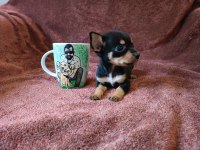 Minyatür pinscher bebeklerim