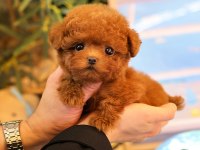 SAGLIK VE IRK GARANTILI TOY POODLE YAVRULARIM