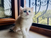 Saf Kan Golden British Shorthair Yavrular (Wcf kayıtlı)