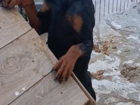 Yetişkin kaliteli doberman