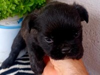 Fulffy, Oyuncu, Veteriner garantili french bulldog