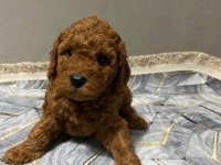 Red toy poodle yavrular