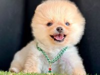 Sevimli Pomeranian Boo Yavrularımız