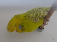 Show jumbo dişiler kuşlar