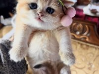 Saf Kan Golden British Shorthair Yavrular (Wcf kayıtlı)