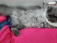 6 AYLIK SCOTTİSH KEDİMİ SAHİPLENDİRMEK İSTİYORUM