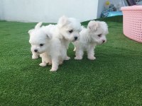 MALTESE YAVRULAR