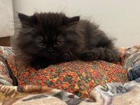 Exotic Shorthair Ankara