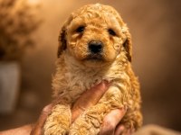 Ped Eğitimli Poodle Yavrular