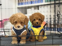 Minik suratlı toy poodle bebeklerimiz