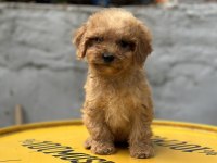 Yumoş Poodle Bebekler