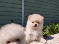 Kaliteli pomeranian yavrular acil
