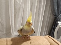 1 Yaşında Dişi Sultan Papağanı