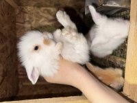 Hollanda Lop Tavşanı Bebekleri