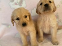 Türünün tek örneği baby Golden Retriever Orjinal