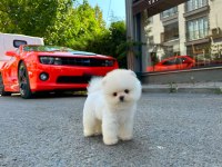 Ruhsatlı Çiftlikten Gerçek Pomeranian