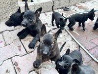 Belçika Malinois Köpeği