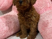 TOY POODLE YAVRULARIMIZ