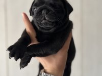 Erkek Pug Mops Yavrusu
