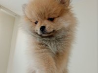 3 aylık çok akıllı pomeranian