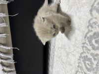 Tatlı dişi kedimiz 25 günlük british shorthair