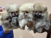 Petmode köpek çiftliğinden  tea cup teddy pomeranian