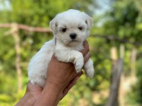 Maltese terrier teacup boy