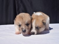 Japon akita yavrular