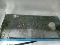 Kıpır kıpır kaplumbağalarımız