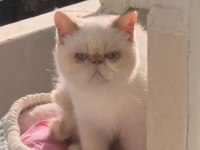 Exotic Shorthair Red Point Dişi
