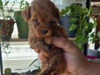 Kucuk Poodle Yakisıklılar