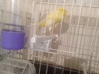 sezona hazır erkek dişi ve eş kanaryalar