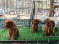 Toy poodle köpeği