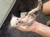 2 erkek ve 2 dişi siyam kedisi