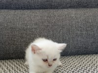 Şekerpare scottish fold