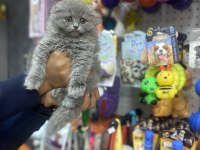 Longhair scottish fold